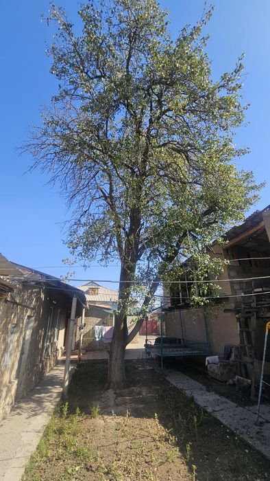 Дерево отдам даром