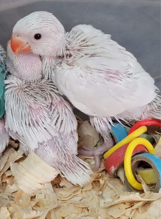 Micul Alexandru pui blanzi Alexander