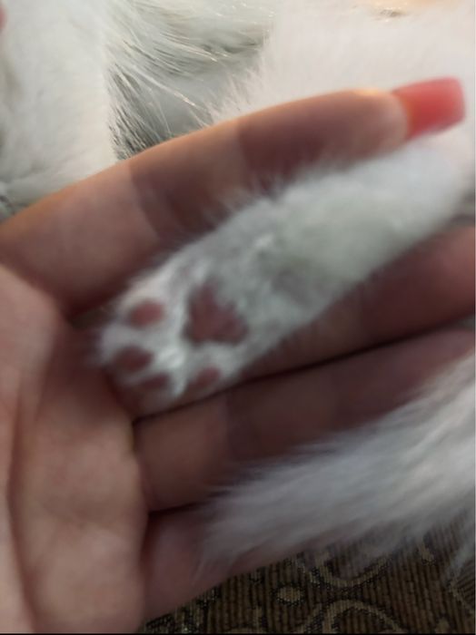 Очаровательные котята ищут дом!