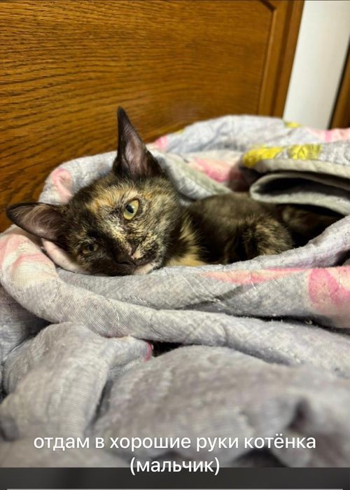 Отдам котенка в хорошие руки