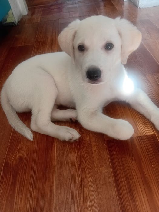 Срочно!!!Малыш ищет дом.