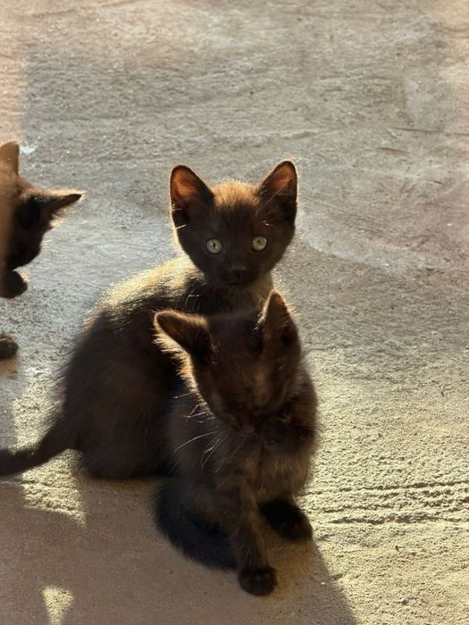 Отдам котят даром