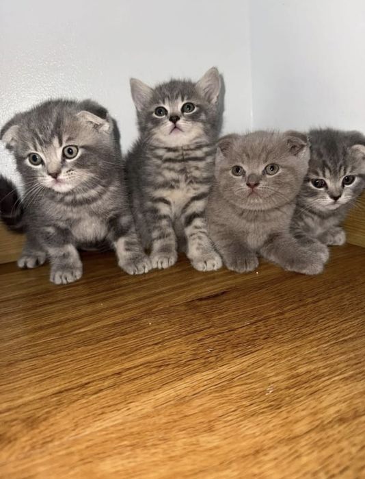 Шотландский котята