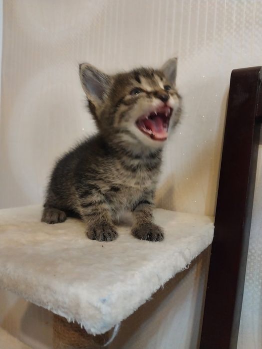 Котята маленькие мальчики