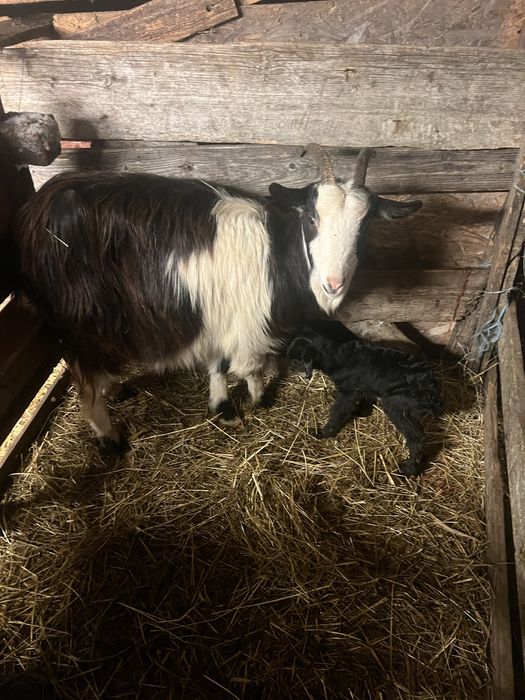 Vand iezi de 3-5 zile