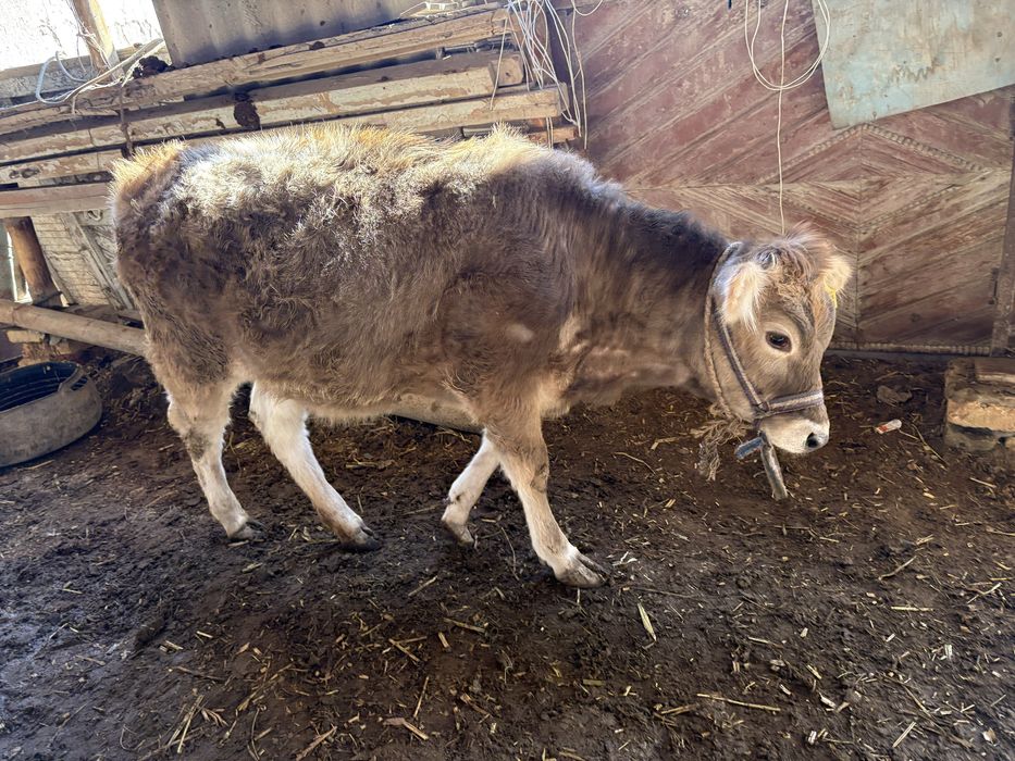 Зотдор моллар сотилади