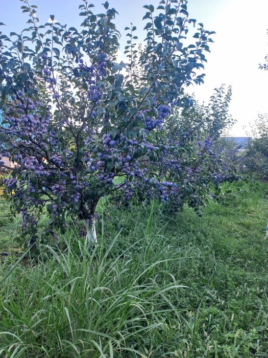 Vând prune 100% naturale