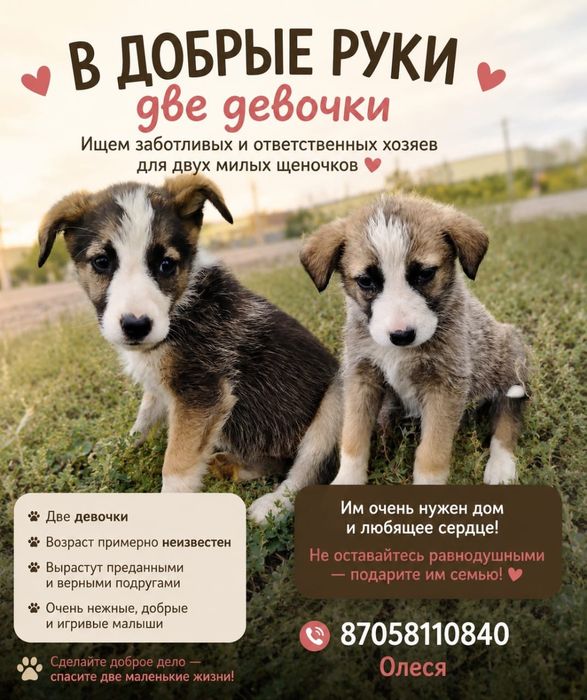 Малышки ищут дом