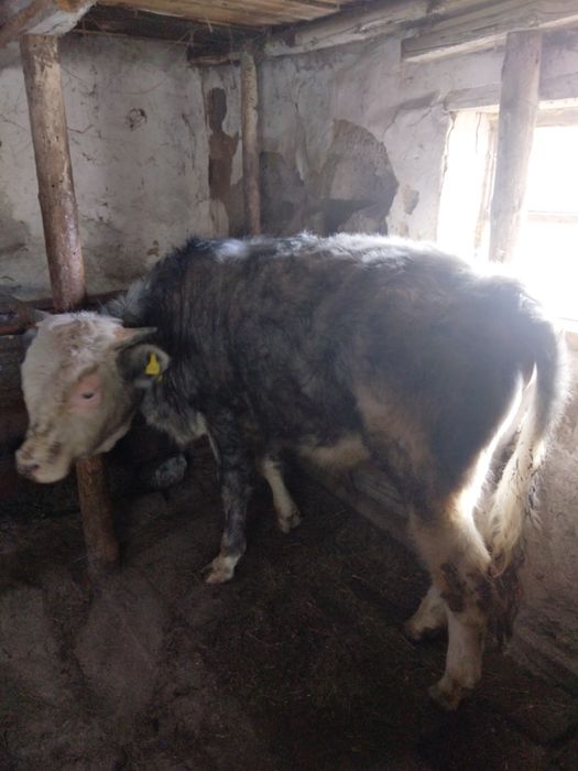 Продам бычка год и два месяца