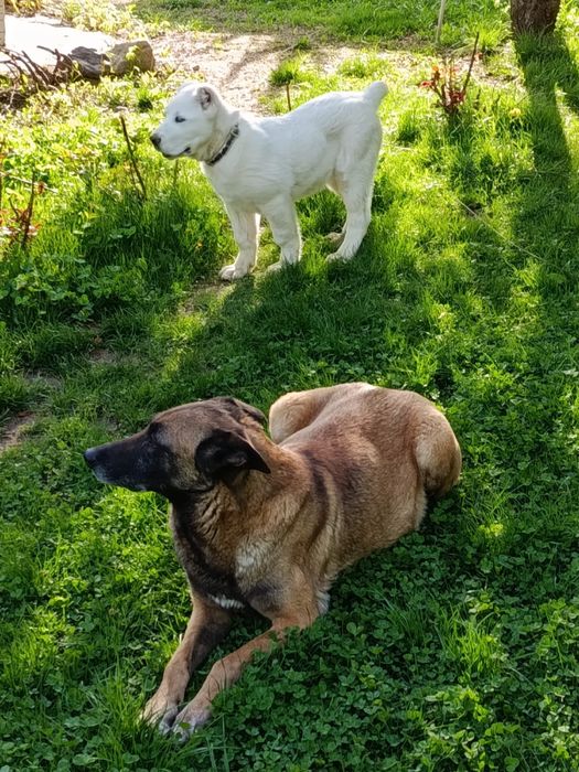 Продается Алабай