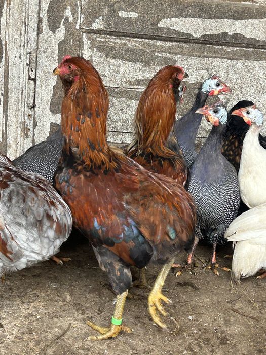 Vand cocosi  araucan