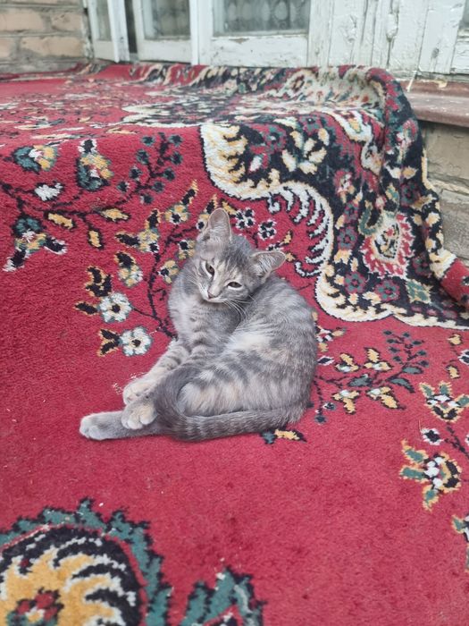 Отдам котёнка в добрые руки