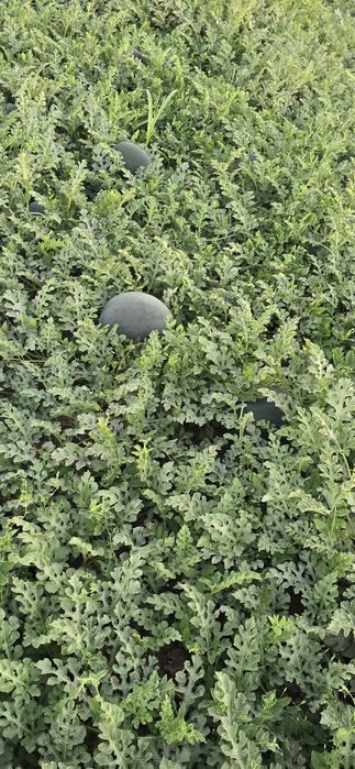 Vând Pepeni baroneasa