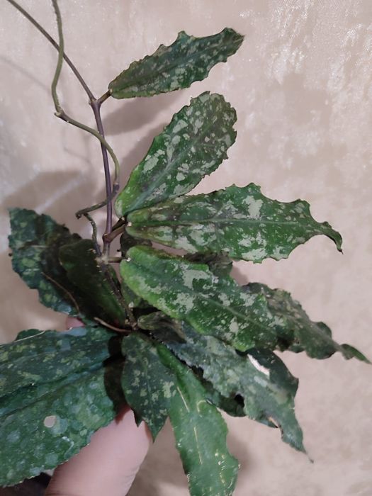 Хойя разные сорта