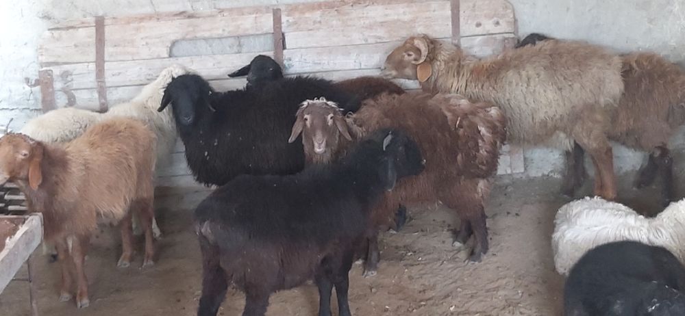 Qõchqorlar sotiladi