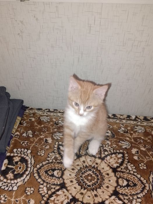 Отдам котят в добрые руки