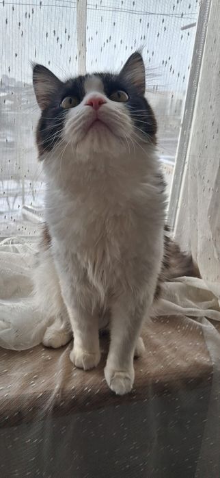 Красивый молодой  кот для ответственных котородителей