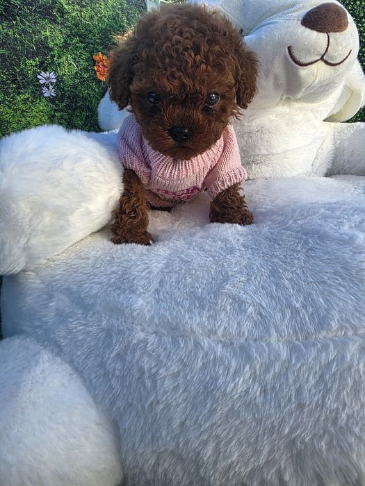 !Пудел тийкъп Момиче с документ за произход