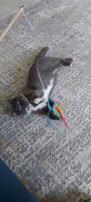 Кошка в добрые руки