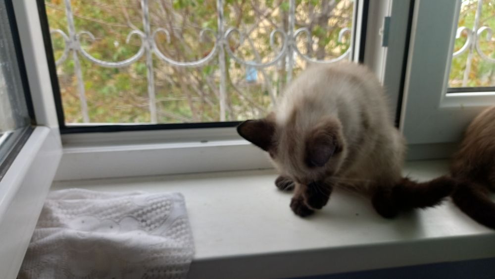 Котята и кошка сиамские порода