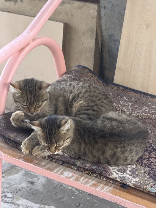 Котята мальчики игривые