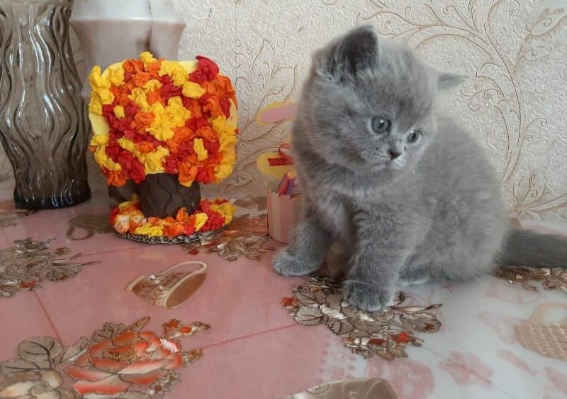 Британские забавные малыши
