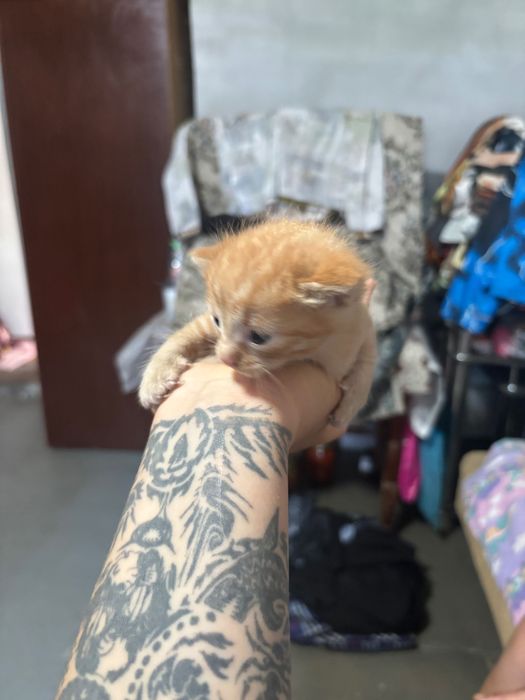 Отдам котят в добрые руки