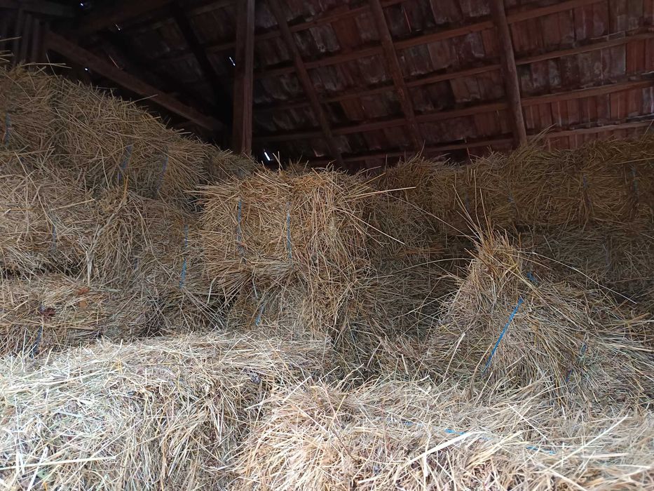 Baloți de fan producție 2025