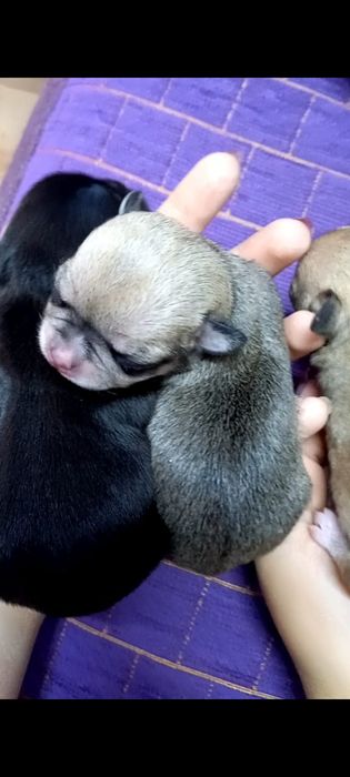 Супер мини кобель для вязки