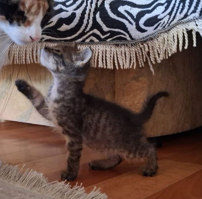 Котенок в добрые руки