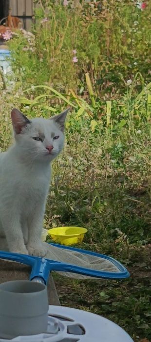 Красивые игривые котята