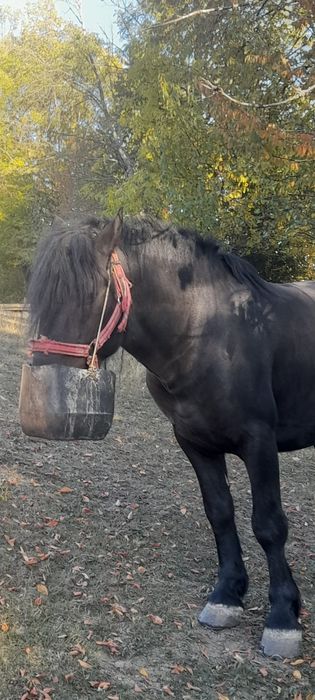 Negru fără semn de vânzare