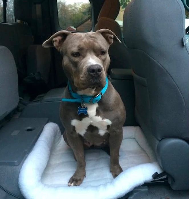 Donez 1 bichon şi un pitbull