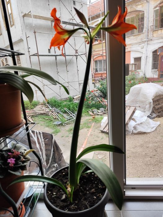 Vând flori de apartament ,Crin regal și Cactus.