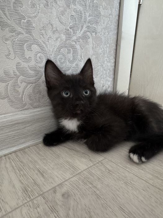 Отдам котенка в добрые руки