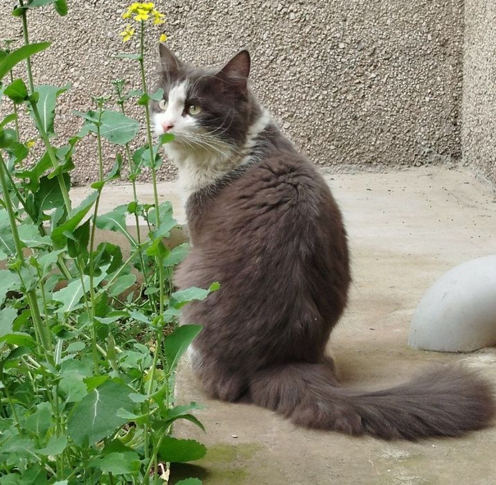 Пропали 2 котааа