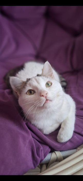 Отдам милого котика