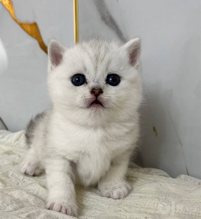 Чистакровные британиские котята на прадаже