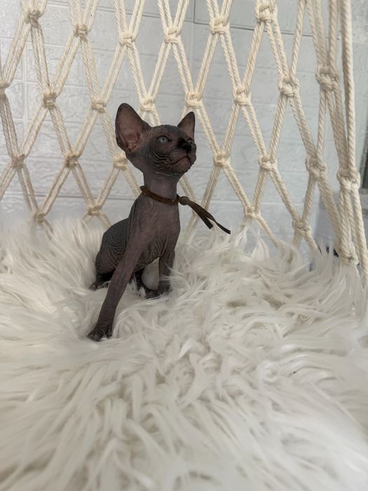 Sphynx Canadian pedigree si teste