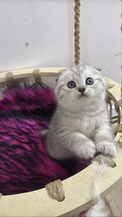 Шотландские котята!