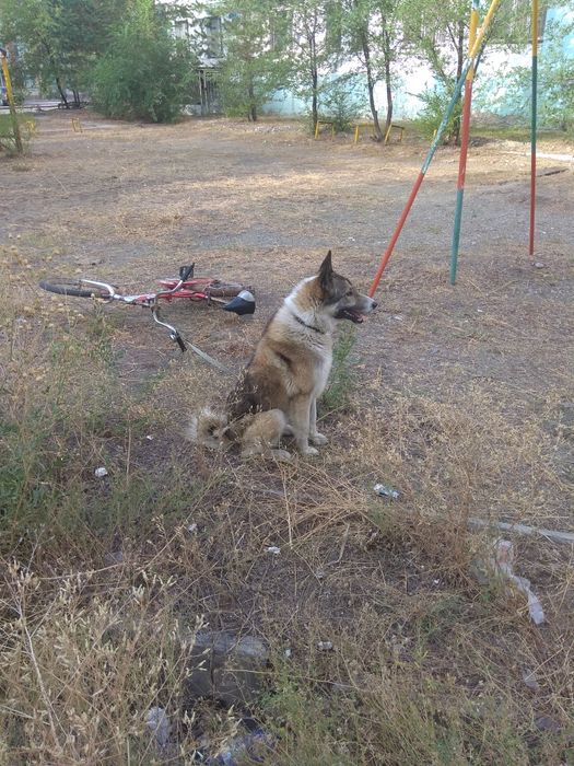 Вязка кобель ЗСЛ