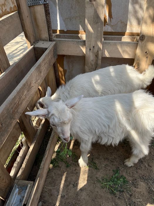 Орыс ешкі сатылады