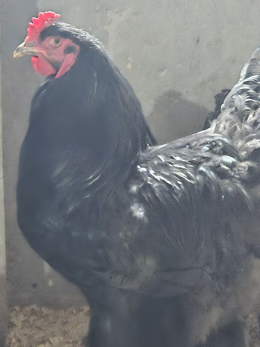 Петух и Куры брама чёрный алмаз и голубой брама семейка