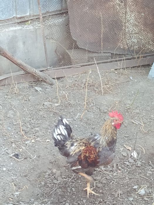Продам молоденьких петушков