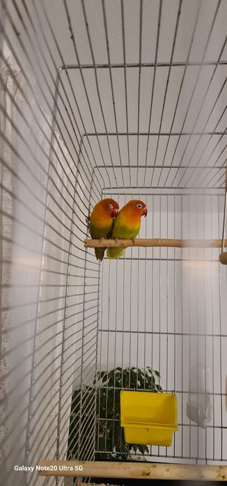 Papagali agapornis 250 lei perechea.