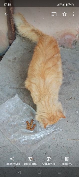 Кошка ищет дом, возможно потерялась