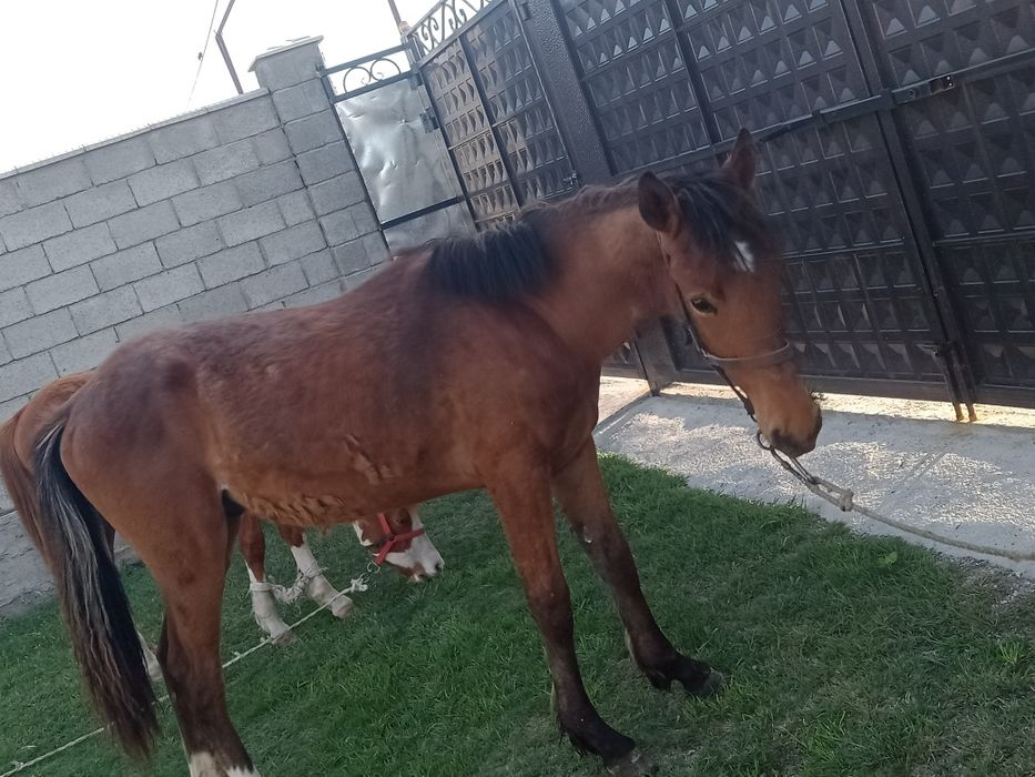 Жуас жақсы Еркек тай сатылады!