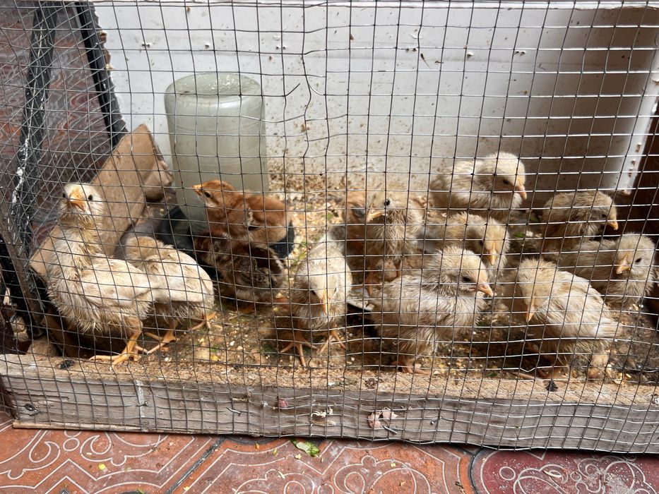 Сендр американский жужалари сотилади