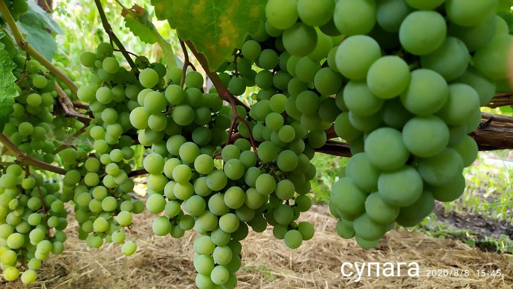 Саженцы винограда