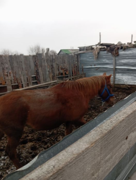 Продам кабылу 730000